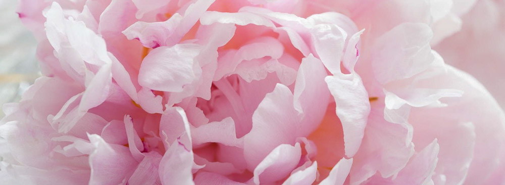 Photo de fleurs rose - Naturopathe cancer